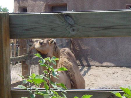 camel